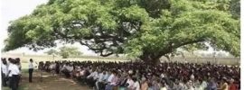 People enjoying the shade of a huge tree