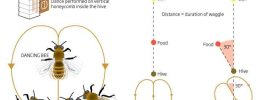 Honeybee Waggle Dance